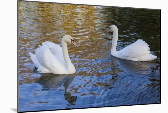 Swans in Keukenhof Gardens-Anna Miller-Mounted Photographic Print