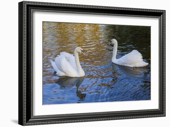 Swans in Keukenhof Gardens-Anna Miller-Framed Photographic Print