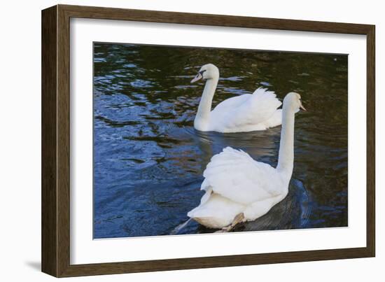 Swans in Keukenhof Gardens-Anna Miller-Framed Photographic Print