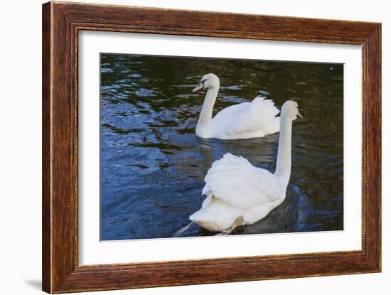 Swans in Keukenhof Gardens-Anna Miller-Framed Photographic Print