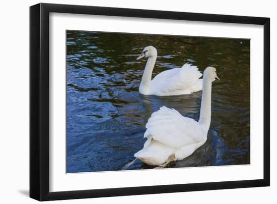 Swans in Keukenhof Gardens-Anna Miller-Framed Photographic Print