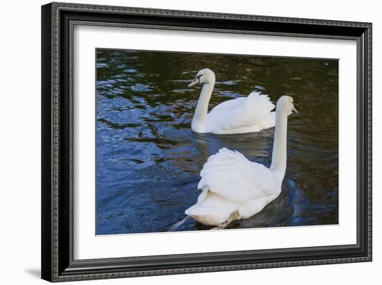 Swans in Keukenhof Gardens-Anna Miller-Framed Photographic Print