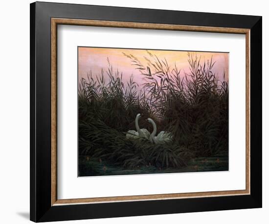 Swans in the Reeds, C1794-C1831-Caspar David Friedrich-Framed Giclee Print