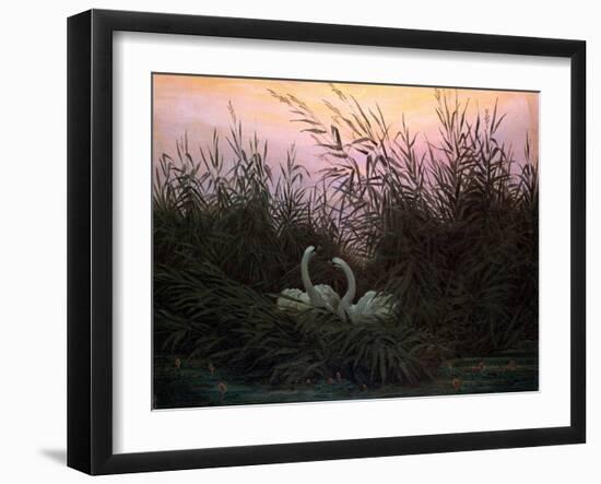 Swans in the Reeds, C1794-C1831-Caspar David Friedrich-Framed Giclee Print