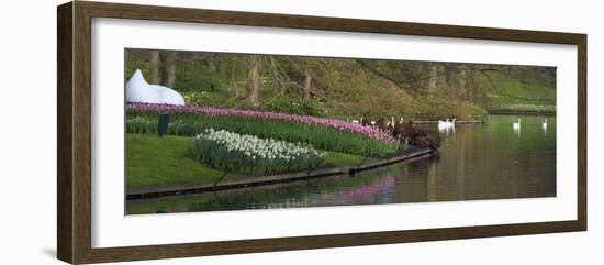 Swans on a Lake in Keukenhof Gardens-Anna Miller-Framed Photographic Print