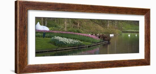 Swans on a Lake in Keukenhof Gardens-Anna Miller-Framed Photographic Print