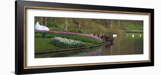 Swans on a Lake in Keukenhof Gardens-Anna Miller-Framed Photographic Print