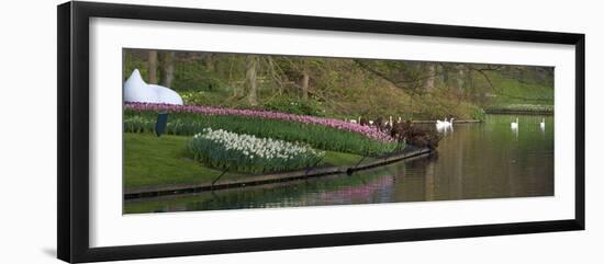 Swans on a Lake in Keukenhof Gardens-Anna Miller-Framed Photographic Print