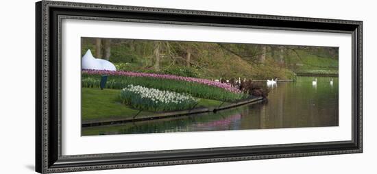 Swans on a Lake in Keukenhof Gardens-Anna Miller-Framed Photographic Print