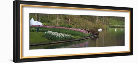 Swans on a Lake in Keukenhof Gardens-Anna Miller-Framed Photographic Print