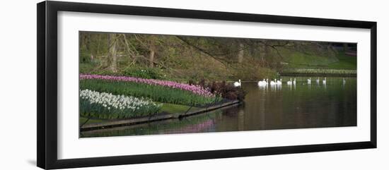 Swans on a Lake in Keukenhof Gardens-Anna Miller-Framed Photographic Print