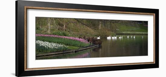 Swans on a Lake in Keukenhof Gardens-Anna Miller-Framed Photographic Print