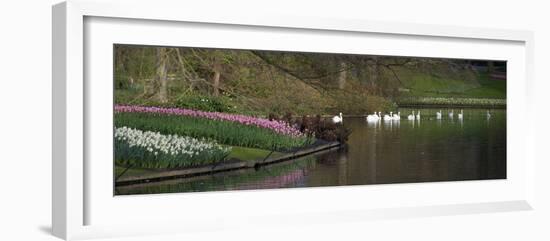 Swans on a Lake in Keukenhof Gardens-Anna Miller-Framed Photographic Print