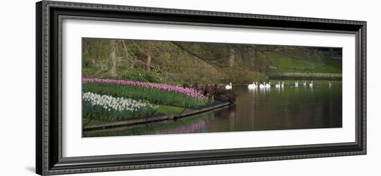 Swans on a Lake in Keukenhof Gardens-Anna Miller-Framed Photographic Print