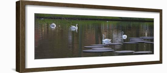 Swans on a Lake in Keukenhof Gardens-Anna Miller-Framed Photographic Print