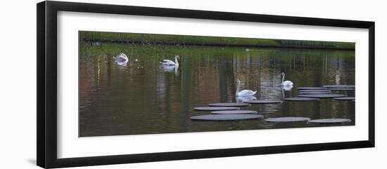 Swans on a Lake in Keukenhof Gardens-Anna Miller-Framed Photographic Print