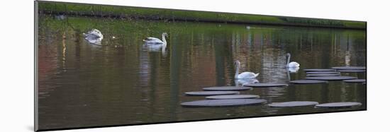 Swans on a Lake in Keukenhof Gardens-Anna Miller-Mounted Photographic Print