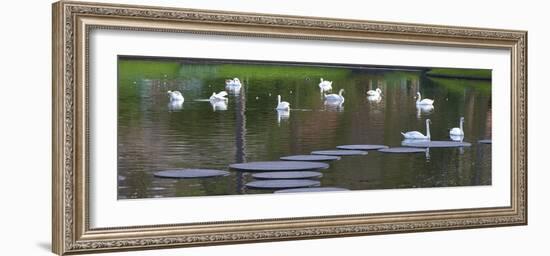 Swans on a Lake in Keukenhof Gardens-Anna Miller-Framed Photographic Print