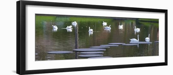 Swans on a Lake in Keukenhof Gardens-Anna Miller-Framed Photographic Print