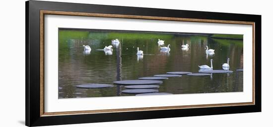 Swans on a Lake in Keukenhof Gardens-Anna Miller-Framed Photographic Print