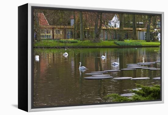 Swans on a Lake in Keukenhof Gardens-Anna Miller-Framed Premier Image Canvas