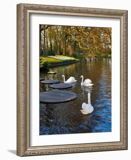 Swans on a Pond, Keukenhof Gardens, Lisse, Holland-Anna Miller-Framed Photographic Print