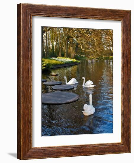 Swans on a Pond, Keukenhof Gardens, Lisse, Holland-Anna Miller-Framed Photographic Print