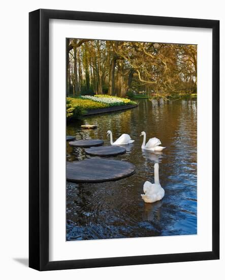 Swans on a Pond, Keukenhof Gardens, Lisse, Holland-Anna Miller-Framed Photographic Print