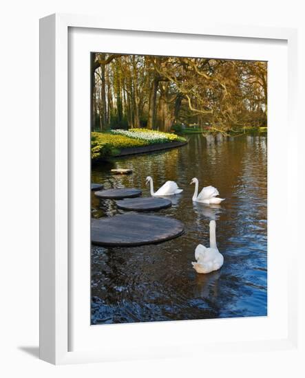 Swans on a Pond, Keukenhof Gardens, Lisse, Holland-Anna Miller-Framed Photographic Print