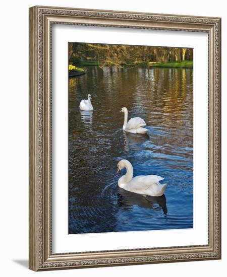 Swans on a Pond, Keukenhof Gardens, Lisse, Holland-Anna Miller-Framed Photographic Print