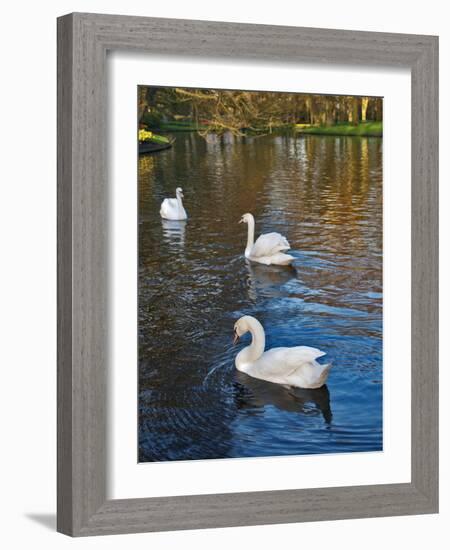 Swans on a Pond, Keukenhof Gardens, Lisse, Holland-Anna Miller-Framed Photographic Print