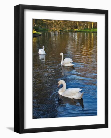 Swans on a Pond, Keukenhof Gardens, Lisse, Holland-Anna Miller-Framed Photographic Print