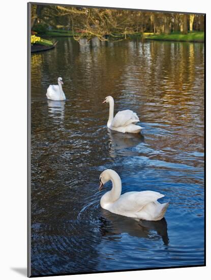 Swans on a Pond, Keukenhof Gardens, Lisse, Holland-Anna Miller-Mounted Photographic Print