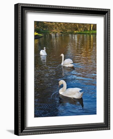 Swans on a Pond, Keukenhof Gardens, Lisse, Holland-Anna Miller-Framed Photographic Print