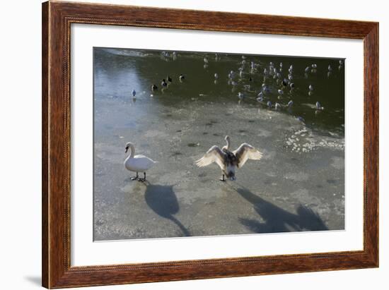 Swans On Ice-Charles Bowman-Framed Photographic Print