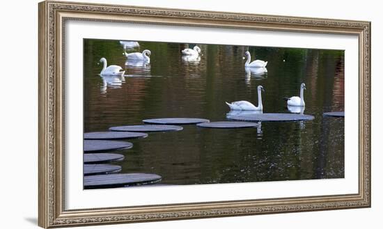 Swans on Pond with Sptepping Stones-Anna Miller-Framed Photographic Print