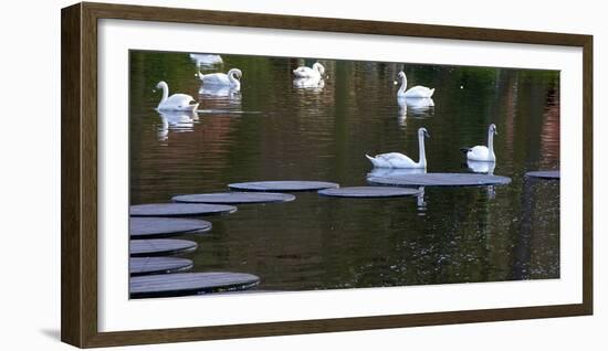 Swans on Pond with Sptepping Stones-Anna Miller-Framed Photographic Print