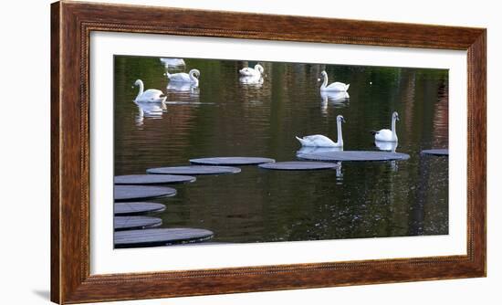 Swans on Pond with Sptepping Stones-Anna Miller-Framed Photographic Print