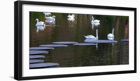 Swans on Pond with Sptepping Stones-Anna Miller-Framed Photographic Print