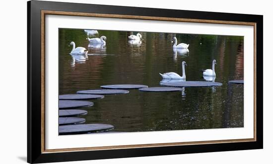 Swans on Pond with Sptepping Stones-Anna Miller-Framed Photographic Print