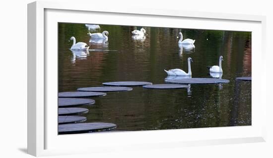 Swans on Pond with Sptepping Stones-Anna Miller-Framed Photographic Print