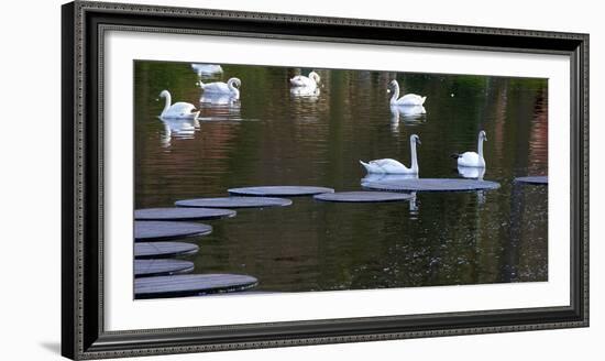 Swans on Pond with Sptepping Stones-Anna Miller-Framed Photographic Print