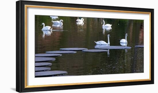 Swans on Pond with Sptepping Stones-Anna Miller-Framed Photographic Print