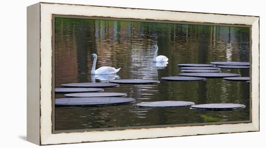 Swans on Pond with Sptepping Stones-Anna Miller-Framed Premier Image Canvas
