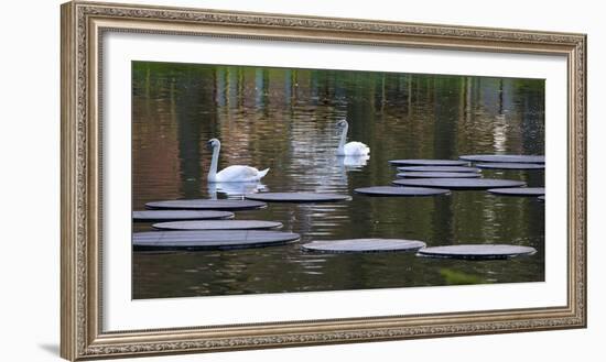 Swans on Pond with Sptepping Stones-Anna Miller-Framed Photographic Print