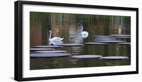 Swans on Pond with Sptepping Stones-Anna Miller-Framed Photographic Print