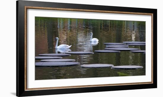 Swans on Pond with Sptepping Stones-Anna Miller-Framed Photographic Print