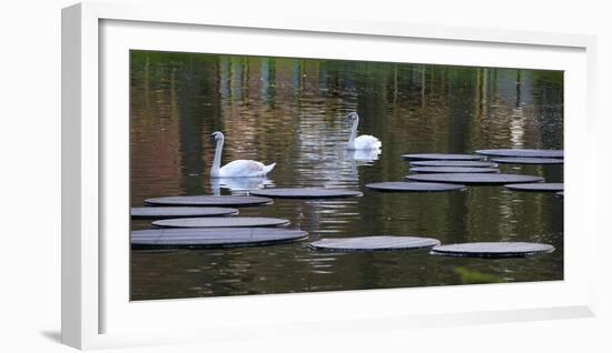 Swans on Pond with Sptepping Stones-Anna Miller-Framed Photographic Print