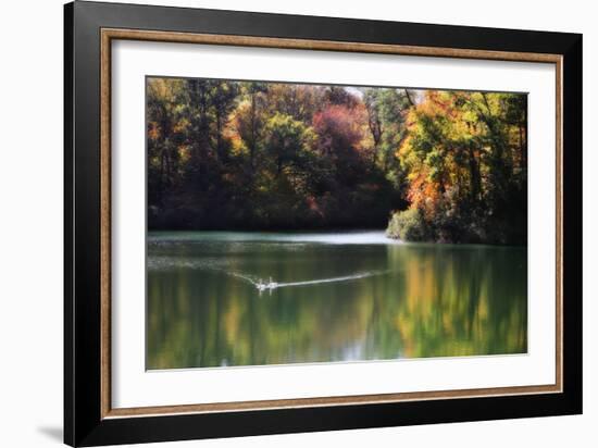 Swans on the Lake I-Alan Hausenflock-Framed Photographic Print