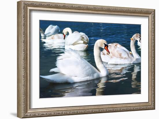 Swans on the Lake-Vakhrushev Pavel-Framed Photographic Print